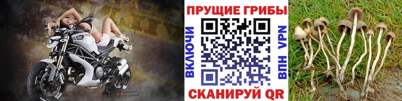 omg как зайти  Фокино  сайты даркнета формула  как найти   Галлюциногенные грибы Magic Shrooms 